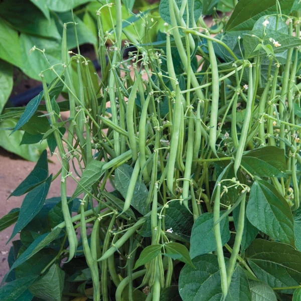 Agrupa Marca Bobby beans