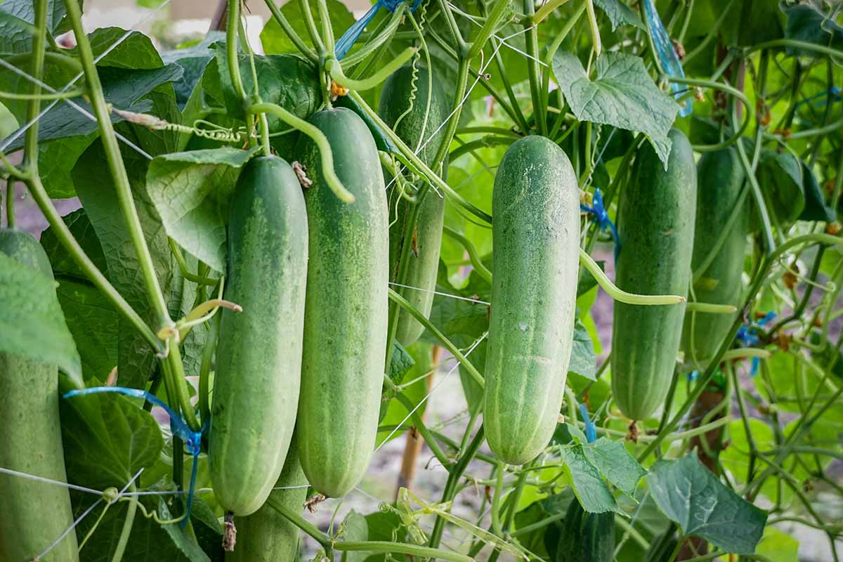 Agrupa Marca Cucumber