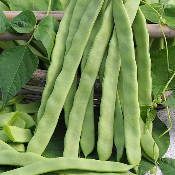 Agrupa Marca Flat beans