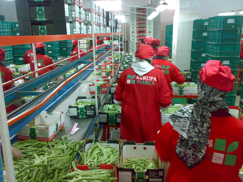 Agrupa Marca team preparing fresh produce on a packing line