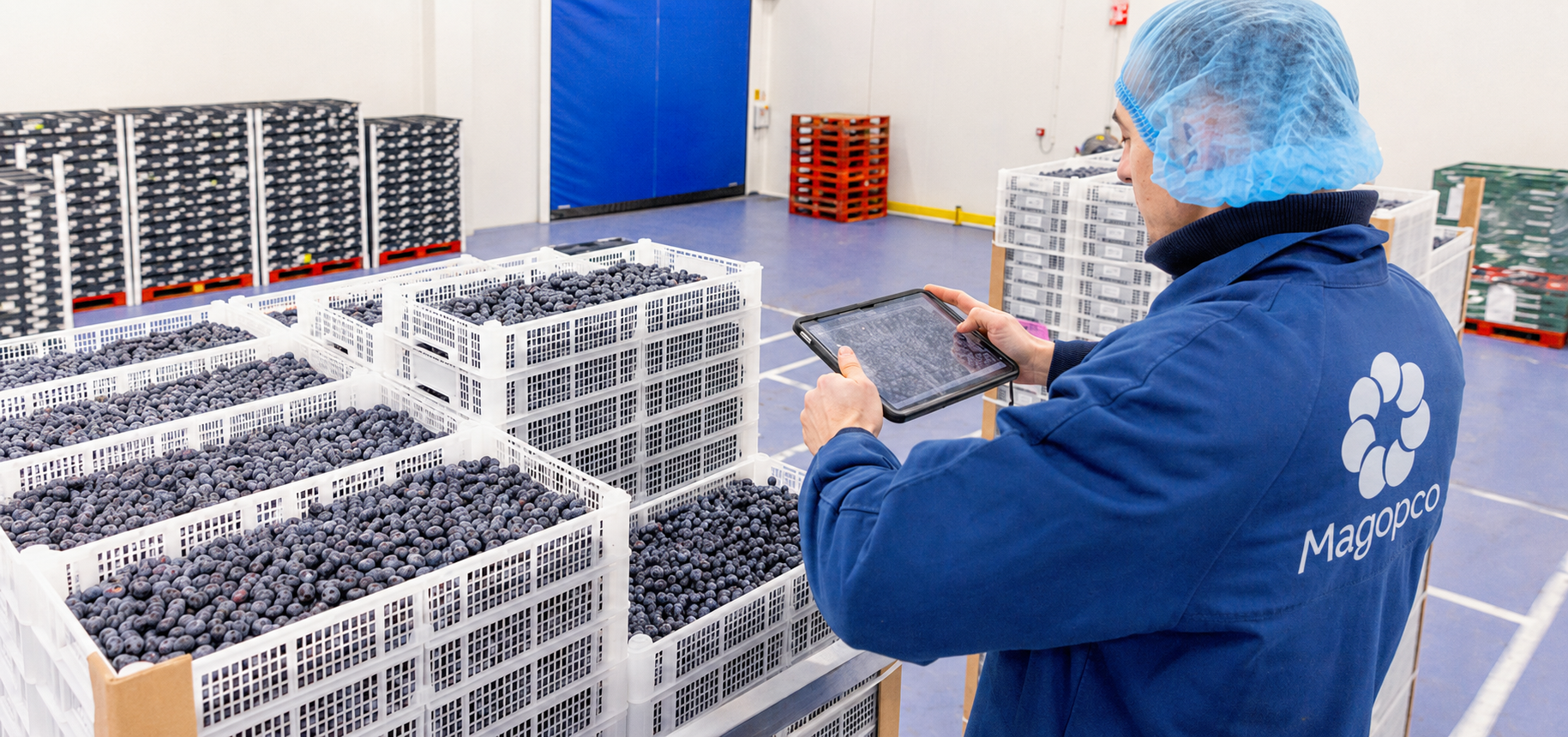 A MAGOPCO team member inspecting crates of blueberries in a controlled facility