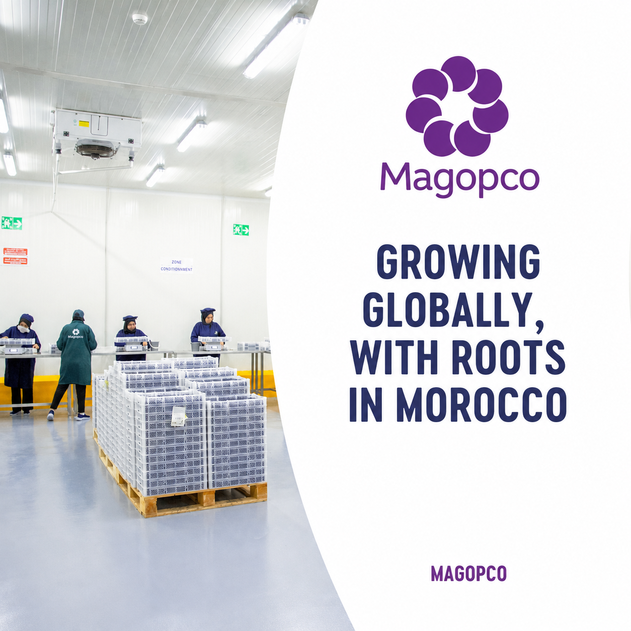 MAGOPCO packhouse operation