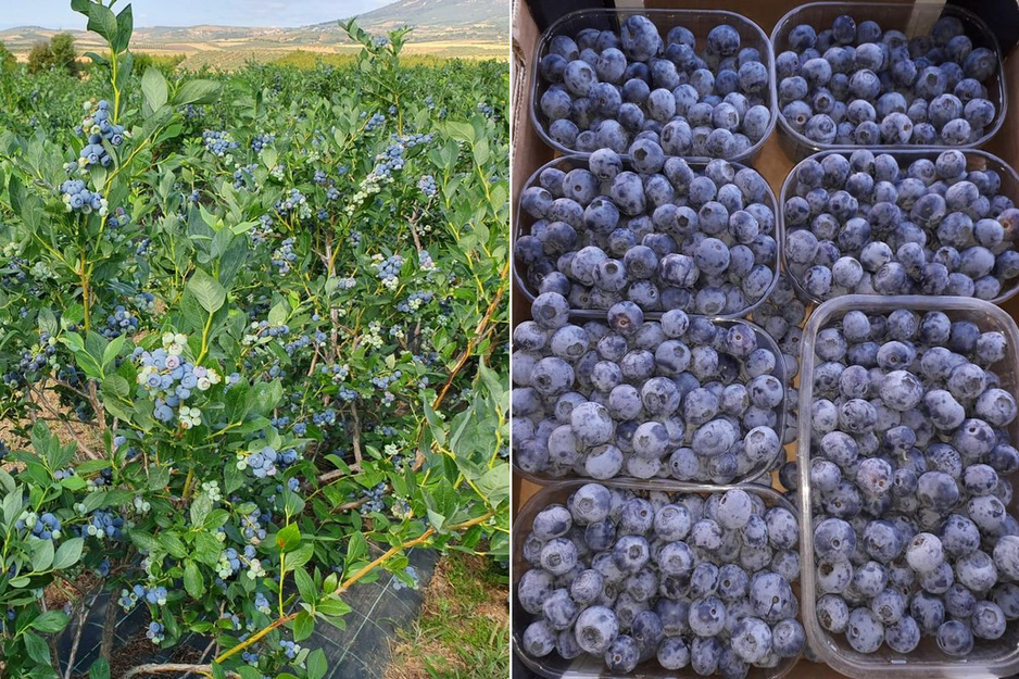 Blueberry plants and freshly harvested blueberry punnets