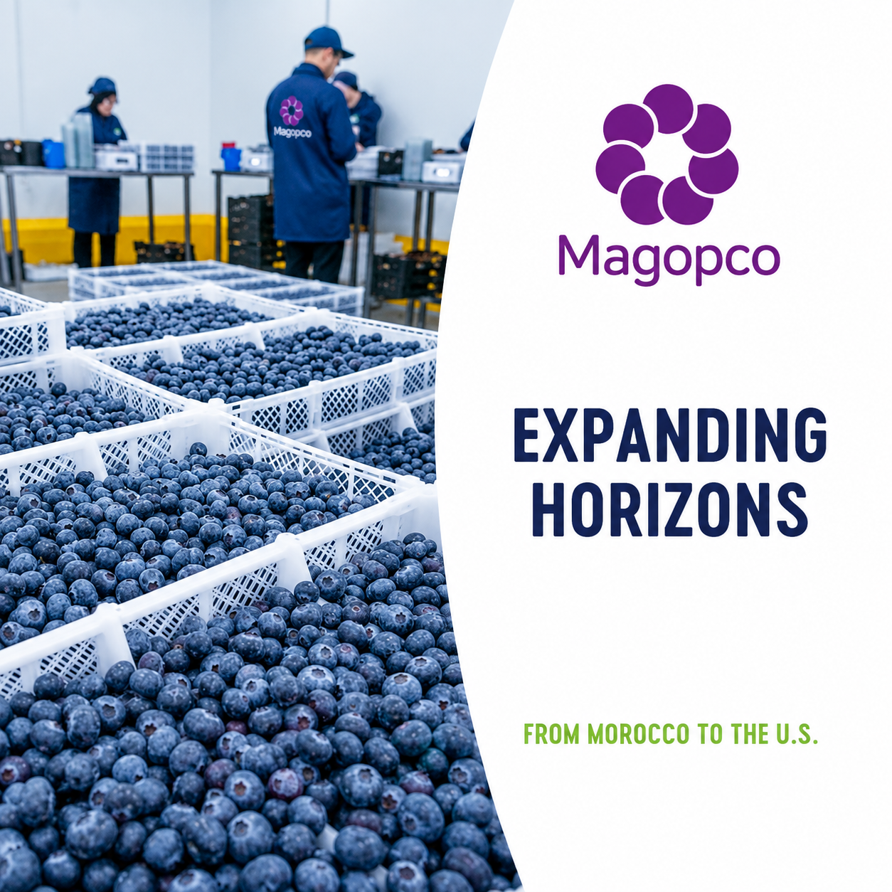 MAGOPCO blueberry handling team and packed produce