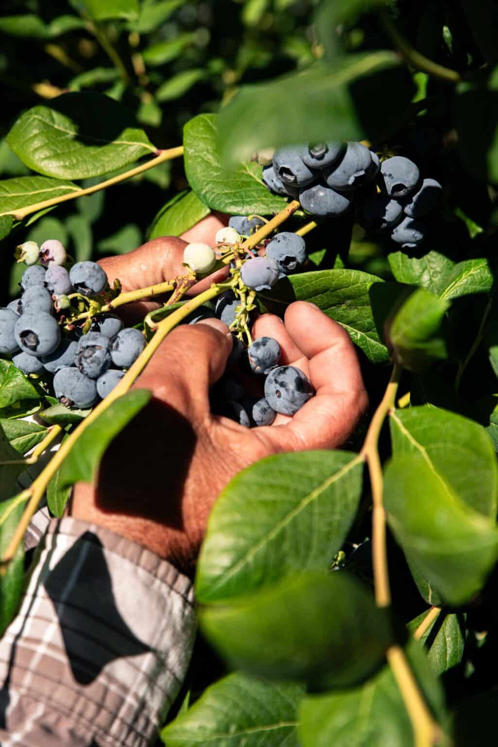 Hands carefully harvesting ripe blueberries from the plant